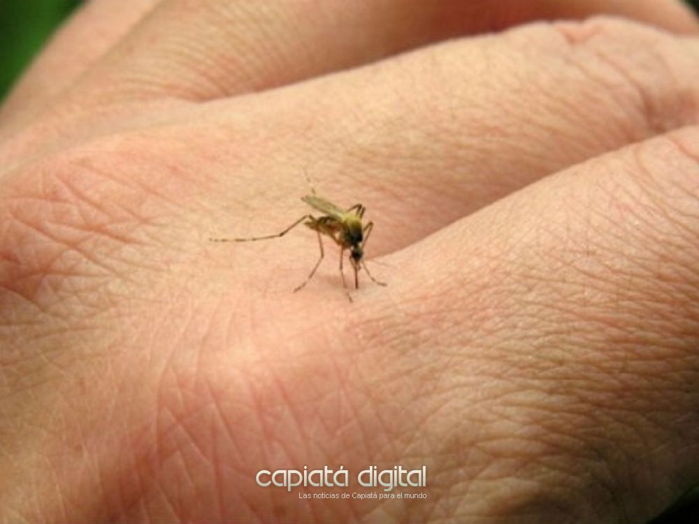 Estudian posibilidad de que el dengue haga indemnes a las personas ante el Covid 19